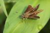 Hesperiinae inconnu